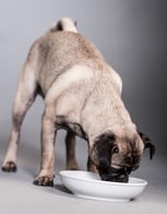 Cute little dog eating from a plate