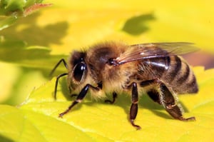 Honey Bee, Photo by Charles Sharp (https://www.sharpphotography.co.uk/)